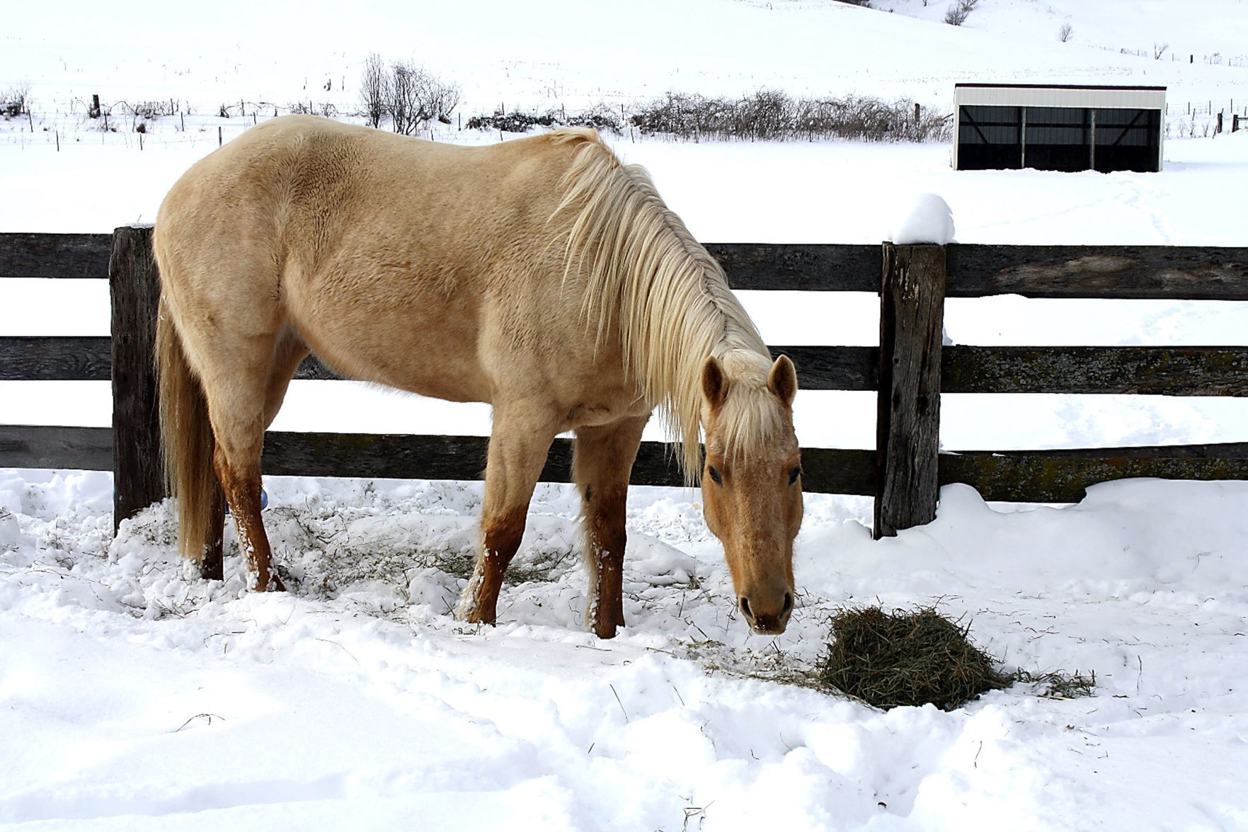 02272019_tct_pm_winterhorses